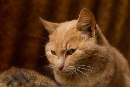 Homeless stray peach cat looks from belowの写真素材