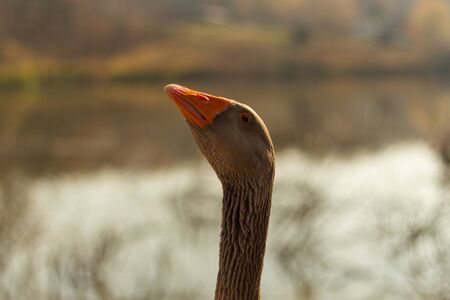 big gray goose on a little pond in autumnの写真素材