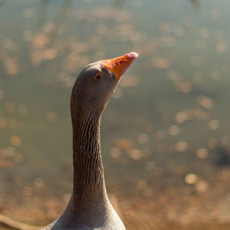 big gray goose on a little pond in autumnの写真素材