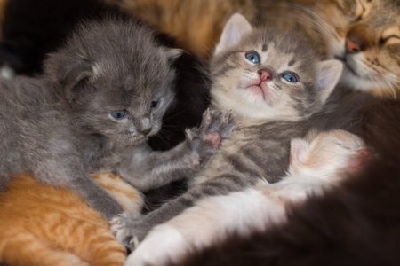 homeless little fluffy gray kitten with blue eyesの写真素材