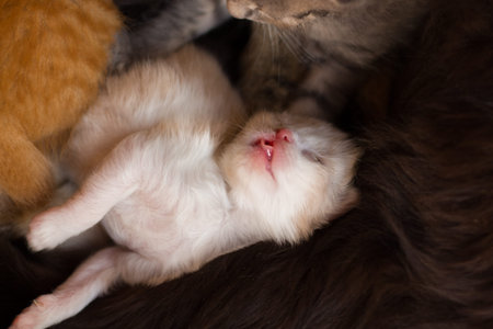 homeless little fluffy kitten with blue eye