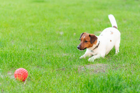 Adorable small active little smart dog Jack Russell terrier playing with a boy.の写真素材