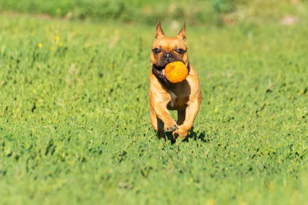 Adorable small active little smart dog French Bulldog playing with a ballの写真素材