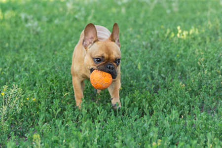 Adorable small active little smart dog French Bulldog playing with a ballの写真素材