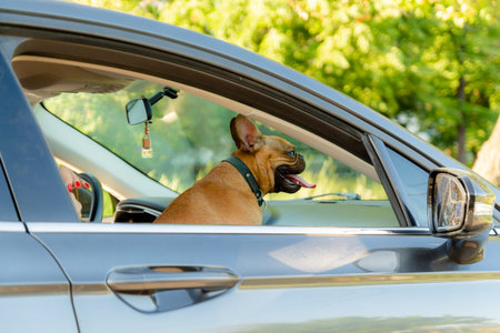 Adorable small active little smart dog French Bulldog in the car and is ready for journey.