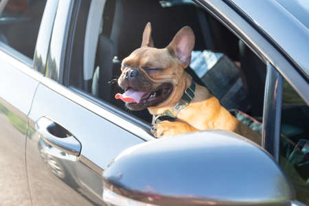 Adorable small active little smart dog French Bulldog in the modern car. Crazy friend pet on his place and ready for journey.の写真素材