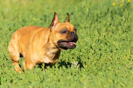 Adorable small active little smart dog French Bulldog playing with a ball. Crazy friend pet running for the red orange ball toy.の写真素材