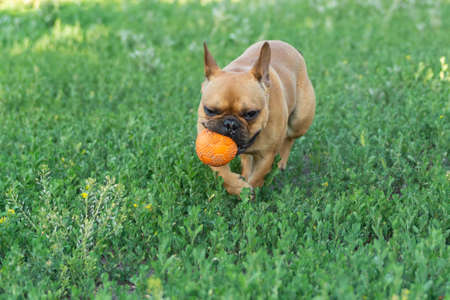 Adorable small active little smart dog French Bulldog playing with a ball. Crazy friend pet running for the red orange ball toy.の写真素材
