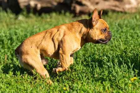 Adorable small active little smart dog French Bulldog playing with a ball. Crazy friend pet running for the red orange ball toy.の写真素材