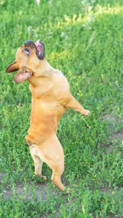 Adorable small active little smart dog French Bulldog playing with a ball. Crazy friend pet running for the red orange ball toy.の写真素材