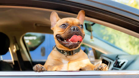 Adorable small active little smart dog French Bulldog in the modern car. Crazy friend pet on his place and ready for journey.の写真素材