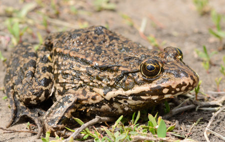 Close up of a large toad with the big eyes