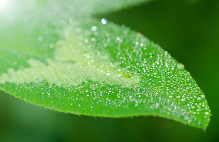 Fresh Ð¡lover Flowers Blossom with Drops of Dew