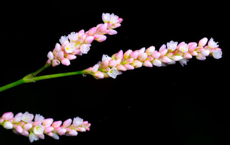 Colorful Flowers Blossom Isolated on Black Backgroundの写真素材