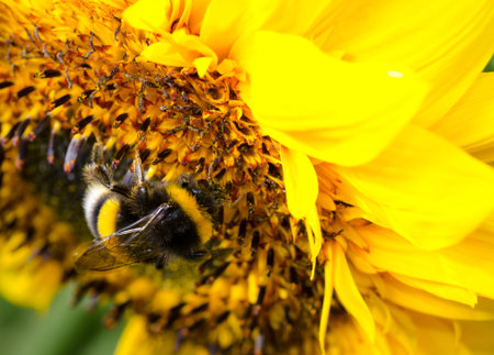 Bumblebee on a Sunflower,  Close-up