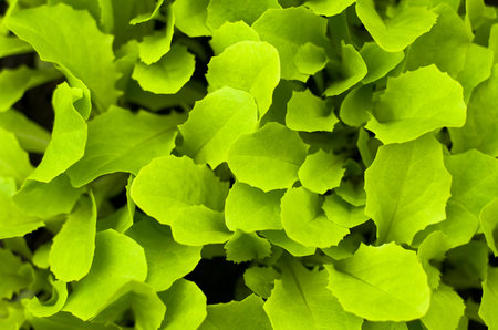 Freshness green lettuce  salad texture