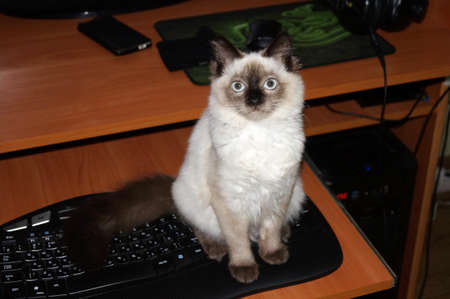 cat on the keyboardの写真素材