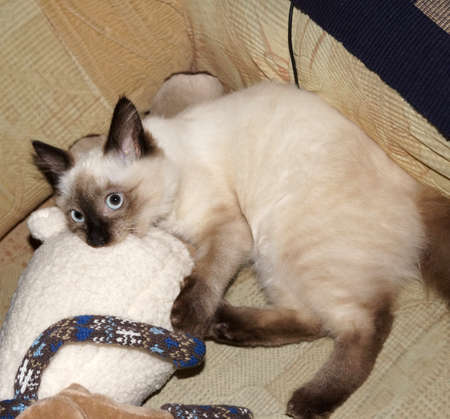 playful kittenの写真素材