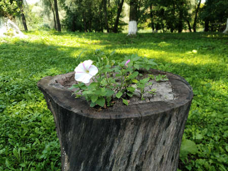 flowers on a stumpの写真素材