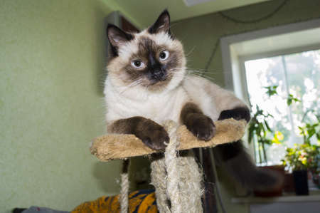 cat on topの写真素材