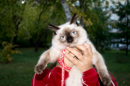 a cat in his armsの写真素材