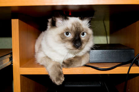 cat and computerの写真素材