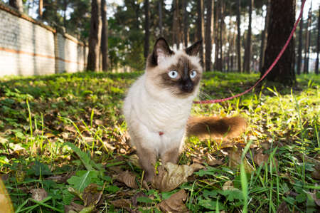 cat in the parkの写真素材