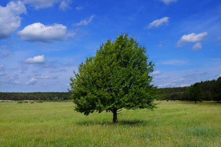 tree in the fieldの写真素材