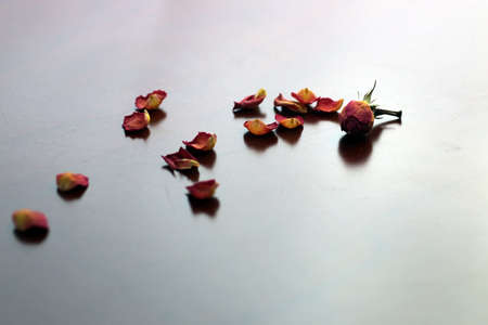 lace wedding rings petalsの写真素材