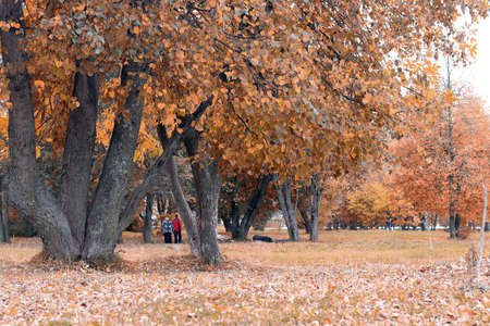 Park landscape lonely treeの写真素材
