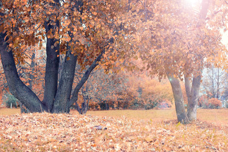 Park landscape lonely tree