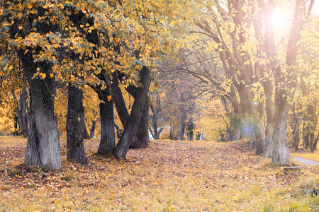 Park landscape lonely treeの写真素材