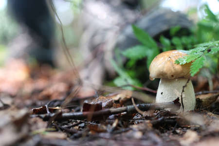 boletus mushroom drop of water in autumn forest natureの写真素材