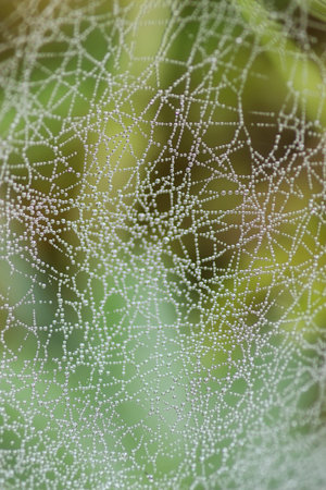 cobweb dew drop of water morning autumnの写真素材