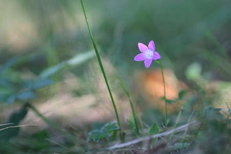 Purple bell on the nature green color grassの写真素材