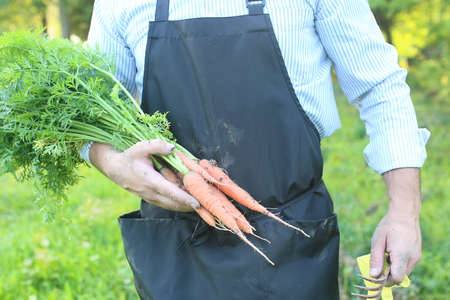 gardener man holding carrot harvest in a handsの写真素材