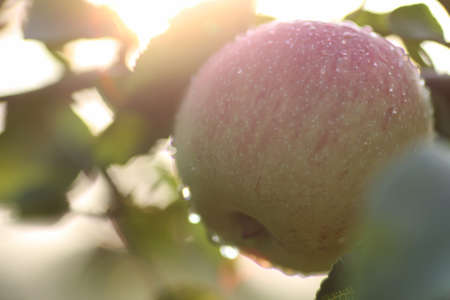 apple fruit on tree branch rain dropの写真素材