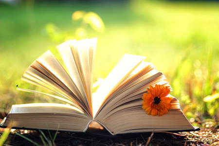 open book with flower on grass sunset timeの写真素材