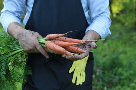 gardener man holding carrot harvest in a hand outdoorの写真素材