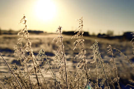 branch of the plant covered with snow winter macroの写真素材