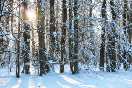 winter forest landscapeの写真素材