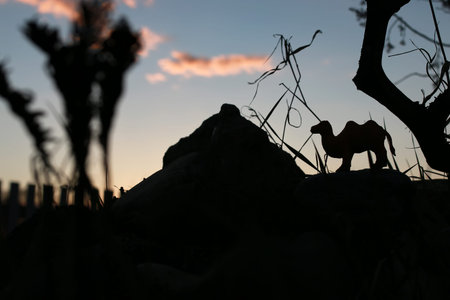 pyramid and camel in darkの写真素材