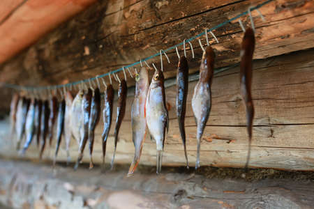 fish drying on rope outdoor, north cultureの写真素材