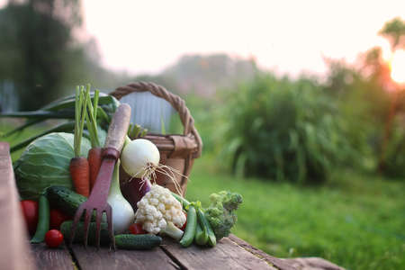 fresh vegetable harvest on village outdoorの写真素材