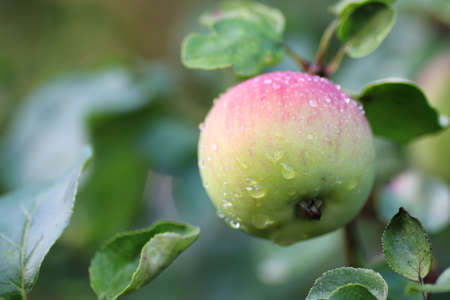 apple fruit on a tree branchの写真素材