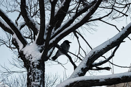 bird on the tree branchの写真素材