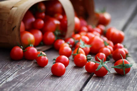 small basket of harvest fresh tomatoの写真素材