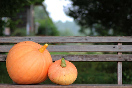rural pumpkin harvest   in outdoorの写真素材