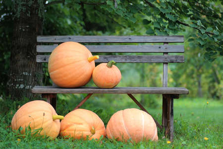 rural pumpkin harvest   in outdoorの写真素材