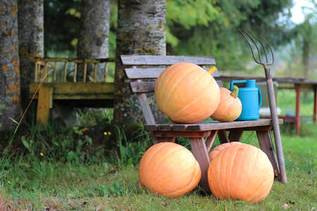 rural pumpkin harvest   in outdoorの写真素材